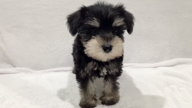 黒シュナももこさま専用 ☆ご売約済み☆ 306 MIX父：豆柴犬 母：Mシュナウザー