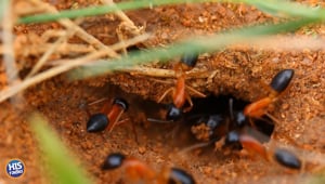 What Are Your Ant Remedies?