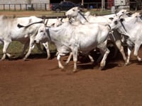 Lote 08