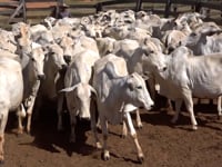 Lote 45