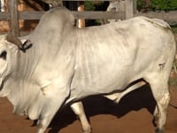 Lote 48