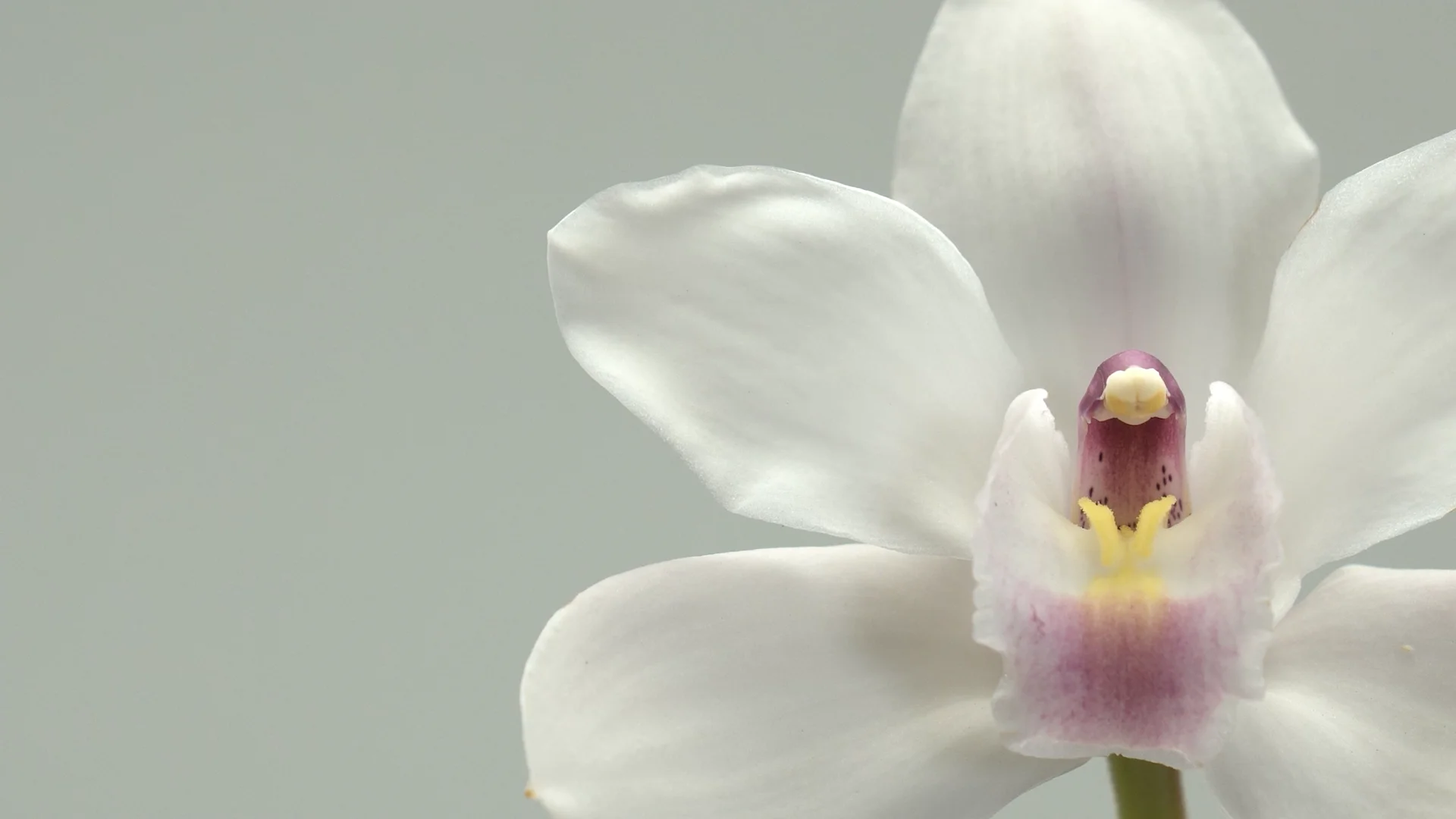 Tiger Lily | 129 - Design Master®