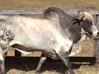 Lote 49