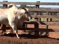 Lote 50