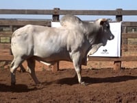 Lote 51