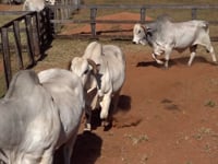 Lote 52