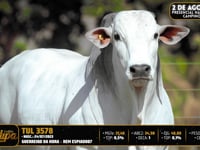 Lote 01