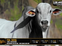 Lote 04