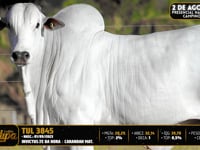 Lote 09