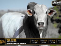 Lote 15