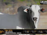 Lote 18