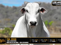 Lote 29
