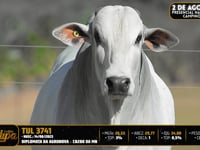 Lote 31