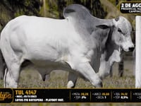 Lote 41