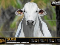 Lote 47