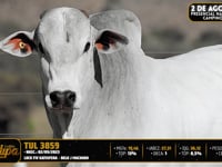 Lote 51