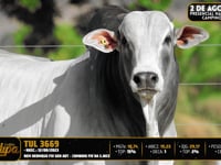 Lote 52