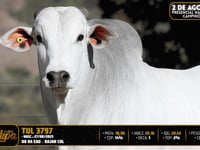 Lote 53