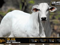 Lote 59