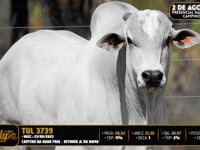 Lote 67