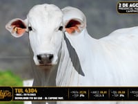 Lote 69