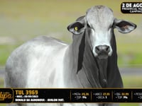 Lote 78