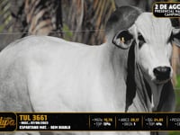 Lote 81