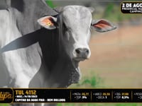 Lote 89