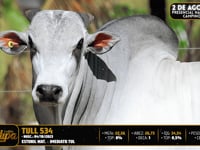 Lote 109
