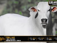 Lote 116