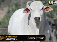 Lote 122