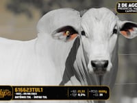 Lote 129