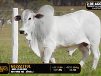 Lote 131