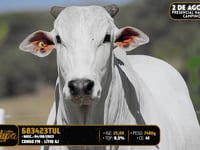 Lote 137