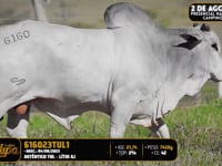 Lote 138