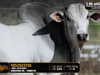 Lote 142