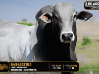 Lote 144