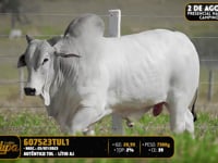 Lote 150