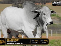 Lote 151