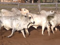 Lote 46