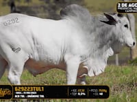 Lote 152