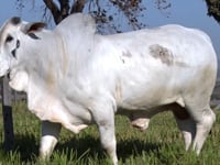 Lote 322