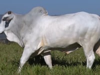 Lote 330