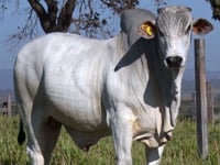 Lote 338