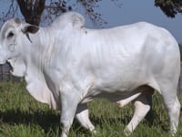 Lote 346