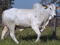 Lote 354