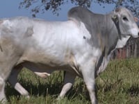 Lote 370