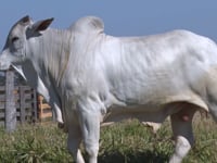 Lote 378