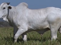 Lote 386