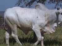 Lote 394